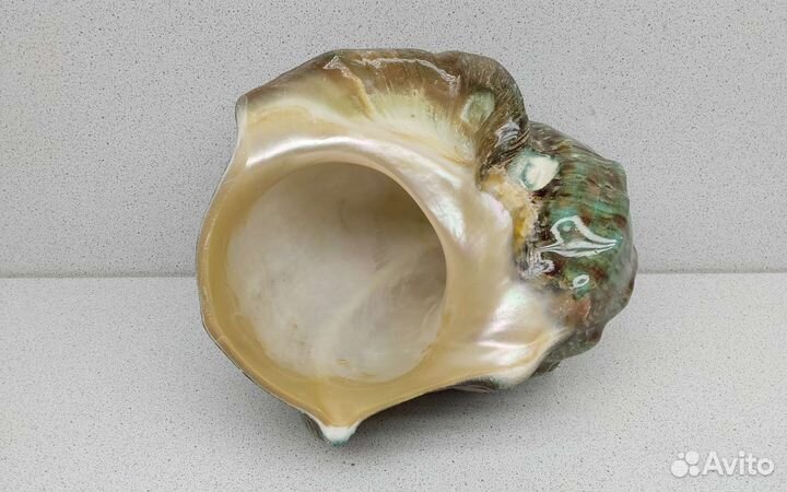 Турбо Марморатус 16,5*15,8 морская ракушка