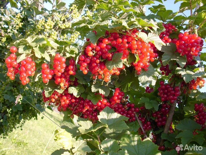 Красная смородина