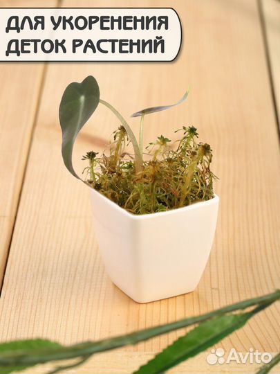 Горшок для цветов Набор кашпо для кактуса 5 штук