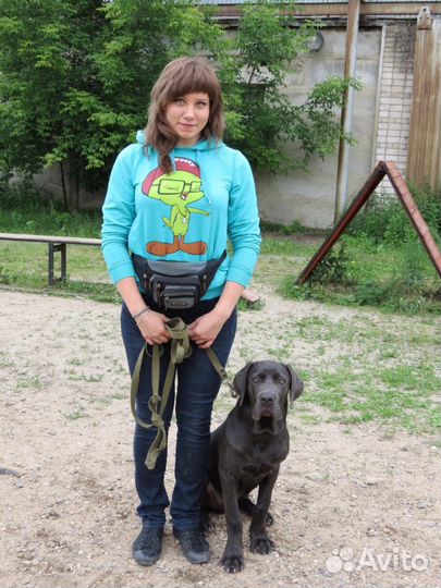 Дрессировка собак в Клубе Служебного Собаководства