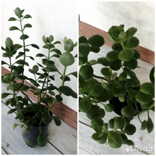 Диффенбахия, традесканция, каланхоэ