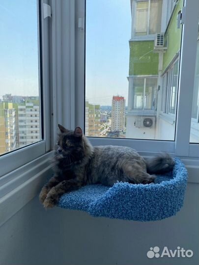 Лежанка для кошек Моя Котя, настенная с бортиком