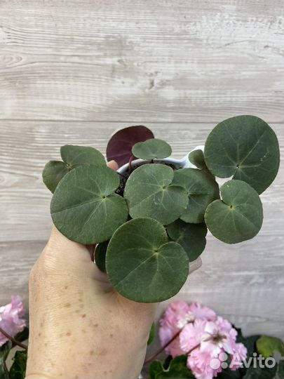 Цикламен purpurascens(пурпурный)