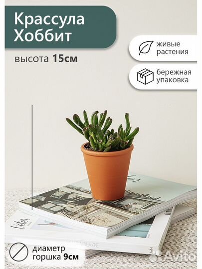 Крассула хоббит 10 15