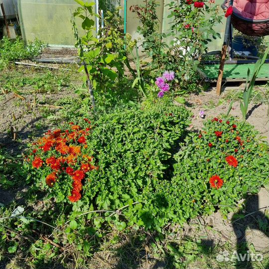 Хризантем мультифлора