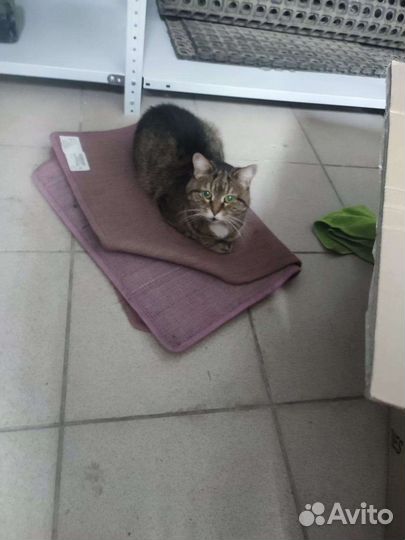 Короткошерстная кошка