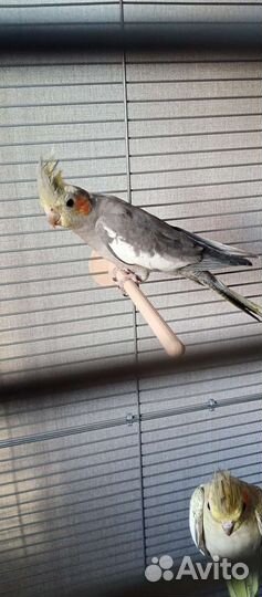 Продам 2 попугая корелла с клеткой