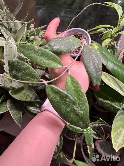 Хойя,часть 6 (hoya)