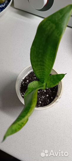 Сансиверия