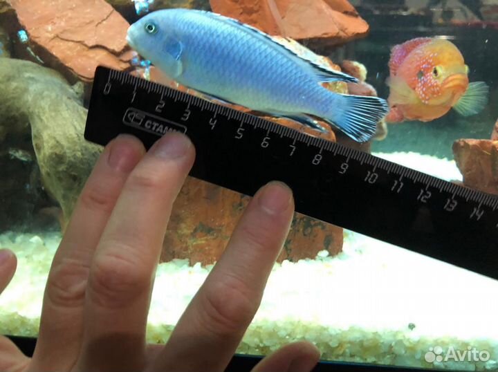 Цихлиды-мальки, пиндани, зебра