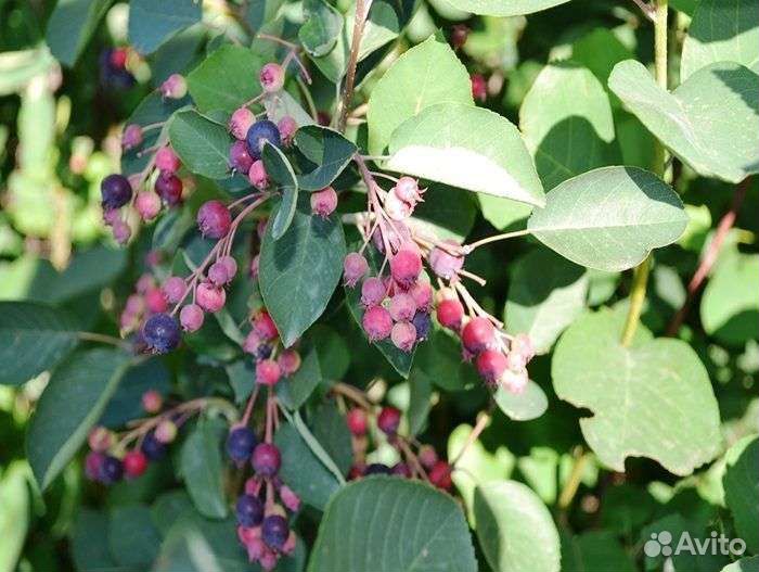 Ирга саженцы