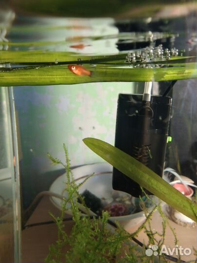 Аквариумные рыбки