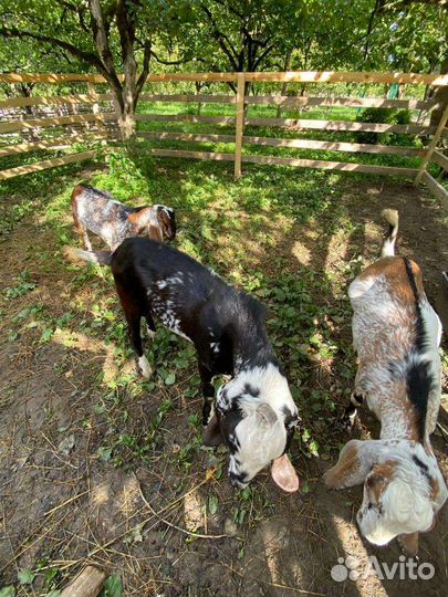 Отдых на черном море