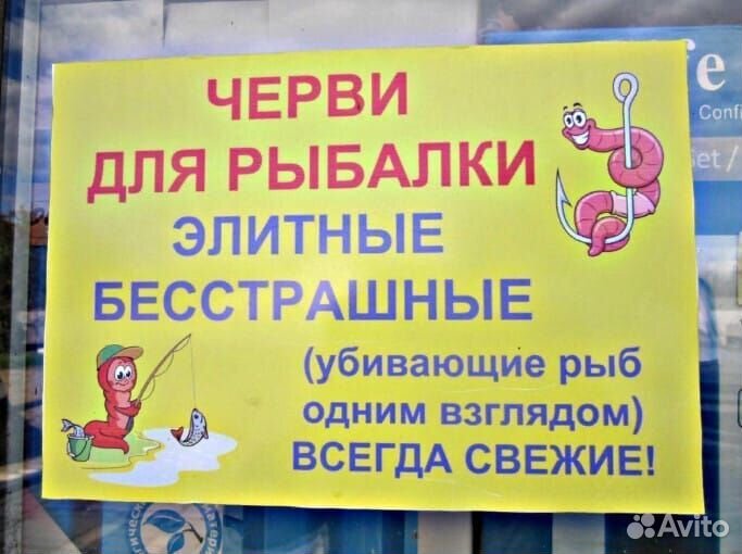 Черви дендробена калифорнийца