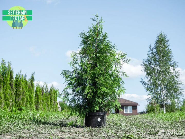 Туя брабант 120 см свежая копка 2023