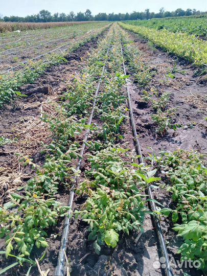 Саженцы декоративных и плодовых