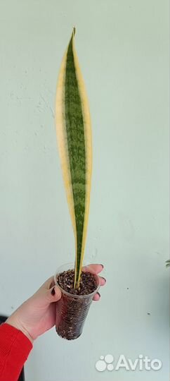 Сансевиерии