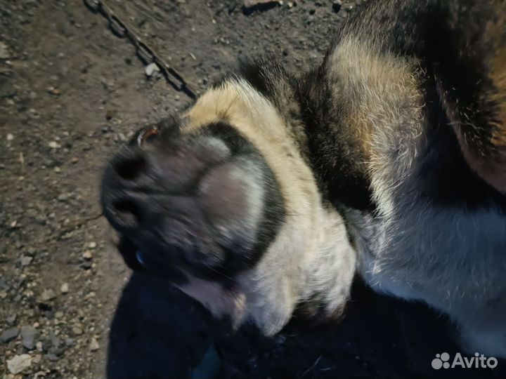 Собака бесплатно в добрые руки