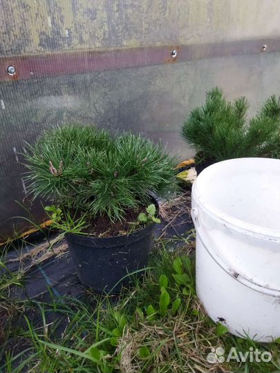 Туя западная