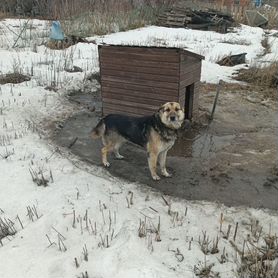 Собака в добрые руки отдам бесплатно