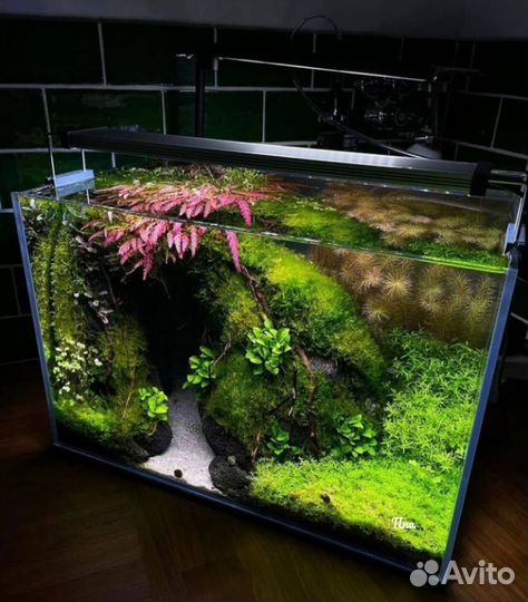 Аквариумные растения