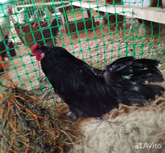 Инкубационное яйцо породистых куриц