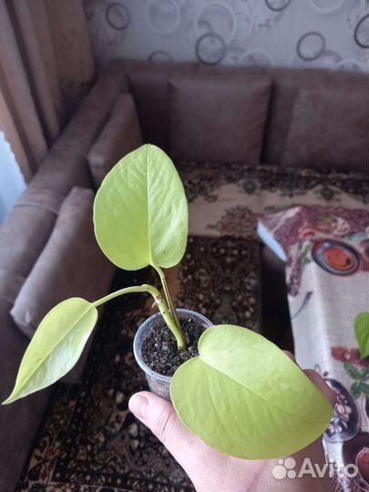 Комнатные растения