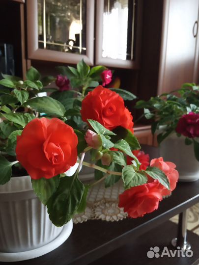 Комнатные растения цветы