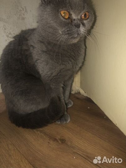 Шотландская вислоухая