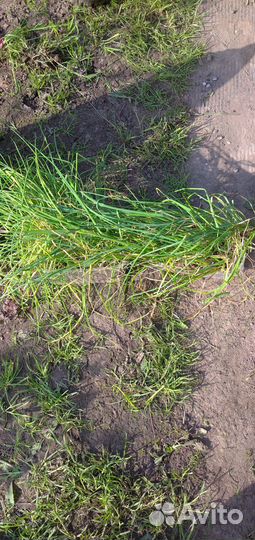 Лук многолетний