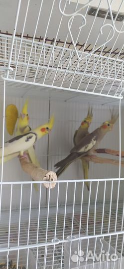 Попугай корелла птенецы