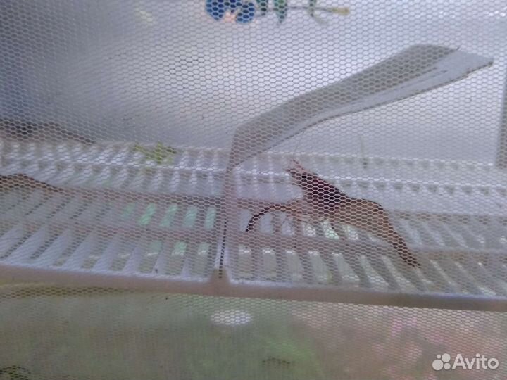 Креветки макробрахиум