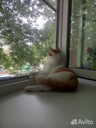 Кошка в дар бесплатно