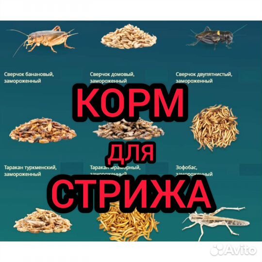 Корм для стрижа. Корм для стрижей. Корм для птиц