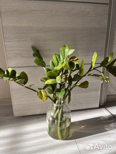 Замиокулькас