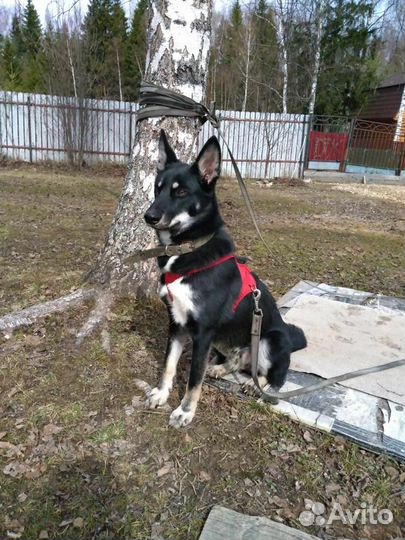 Собака в добрые руки