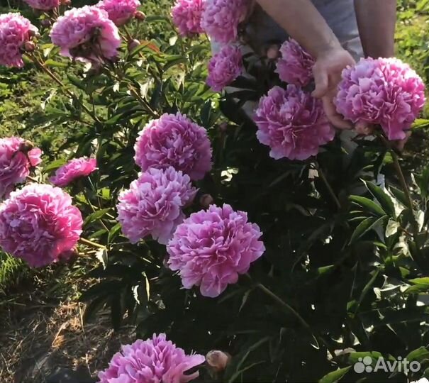 Пион Варенька, саженцы