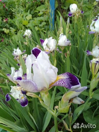 Ирисы
