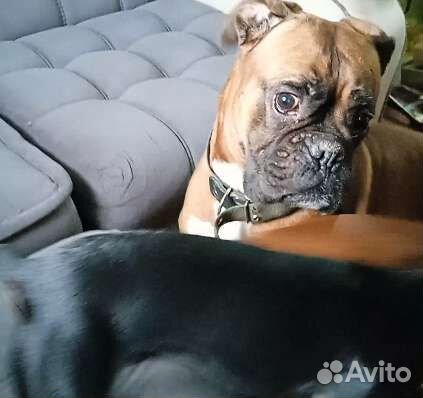 Боксëр для вязки