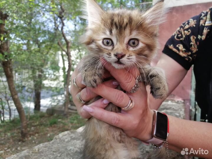 Котята в добрые руки