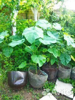 Саженцы павловния