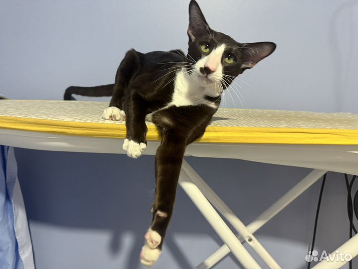 Ориентальный кот на вязку