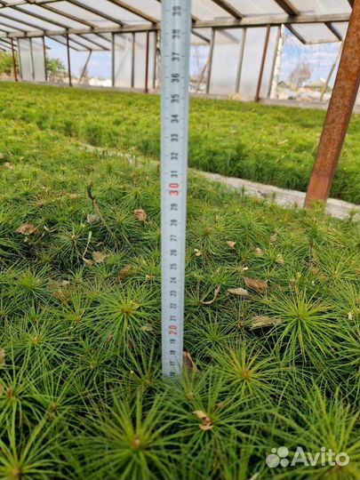Сеянцы сосны зкс оптом