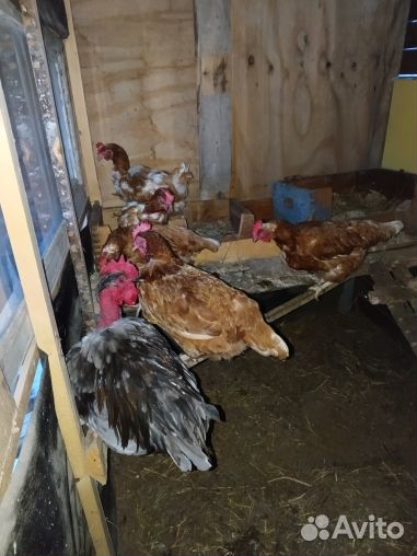 Куры несушки продам
