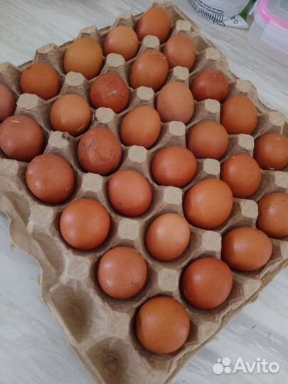 Домашние куриные яйца
