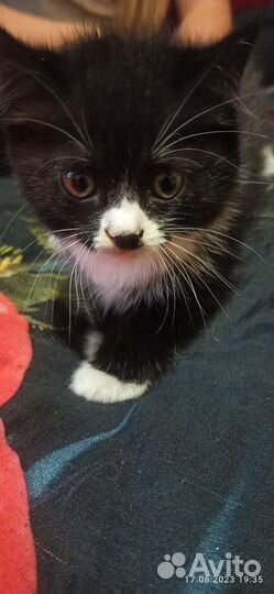 Котята в добрые руки бесплатно