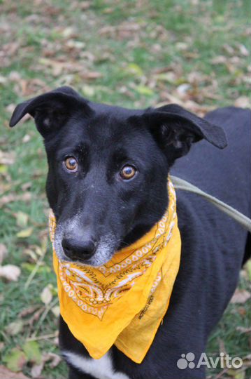 Собака Багира уже давно сидит в клетке