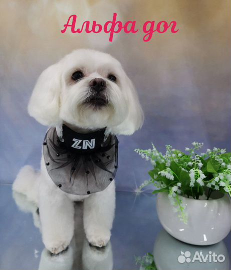 Качественная стрижка кошек и собак всех пород