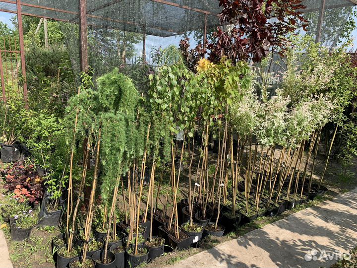 Ива Клен лиственница на штамбе