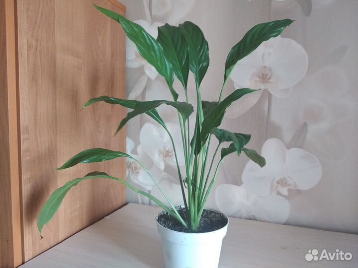 Комнатные растения цветы